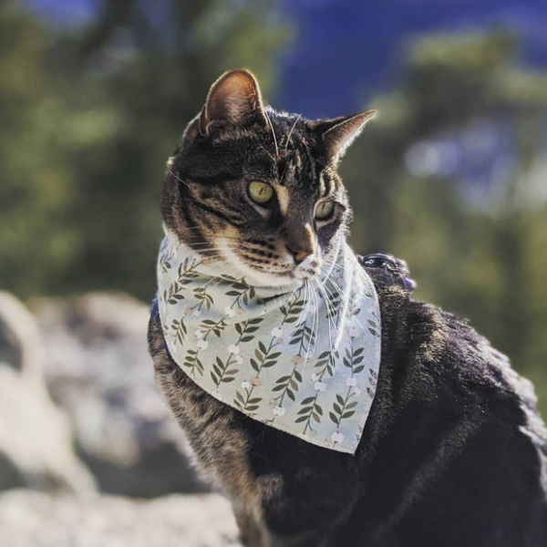 Ormond Beach Family Vet Resources OBFV