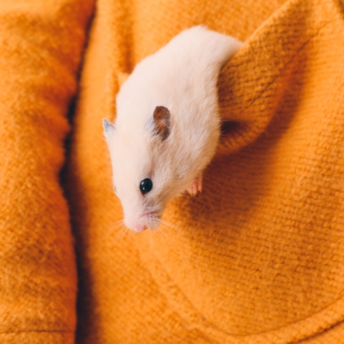 A small hamster peeks out from the pocket