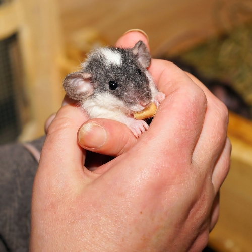A small mouse being gently held in a person's hand