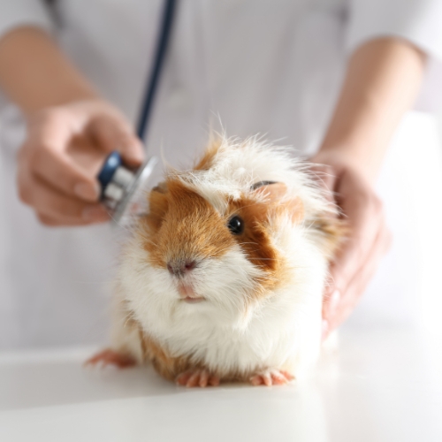  A veterinarian examines a guinea pig on a table