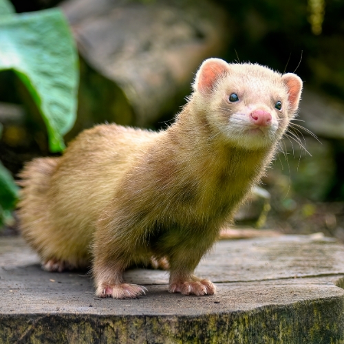 senior ferret