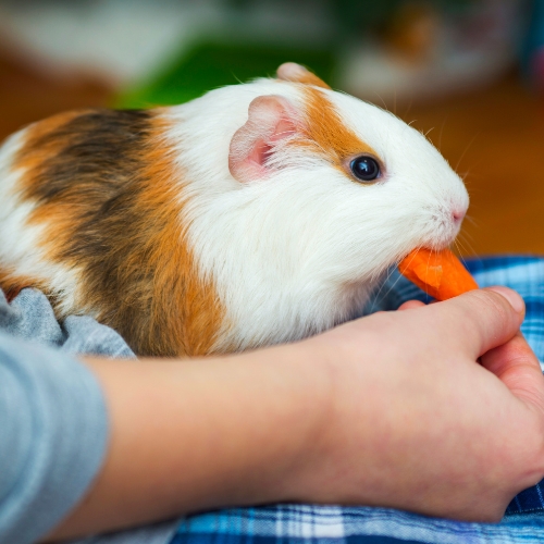 guinea pig happily munches on a carrot