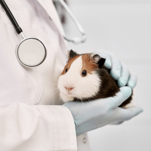 gently holds a guinea pig